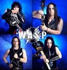 Wasp